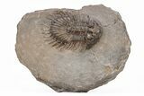 Long-Spined Thysanopeltis Trilobite - Bigaa, Morocco #221218-4
